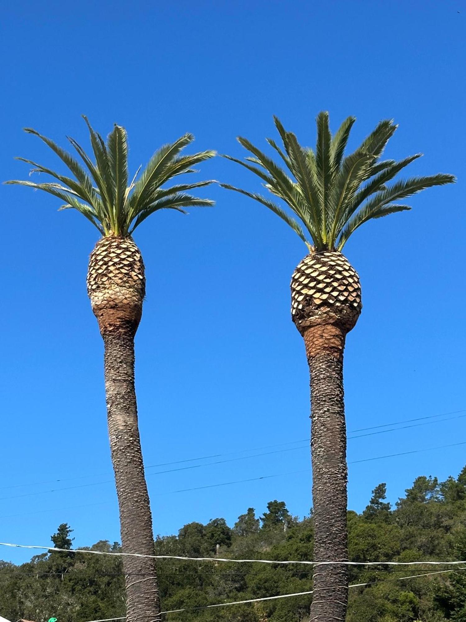 Cambria Palms Motel Luaran gambar