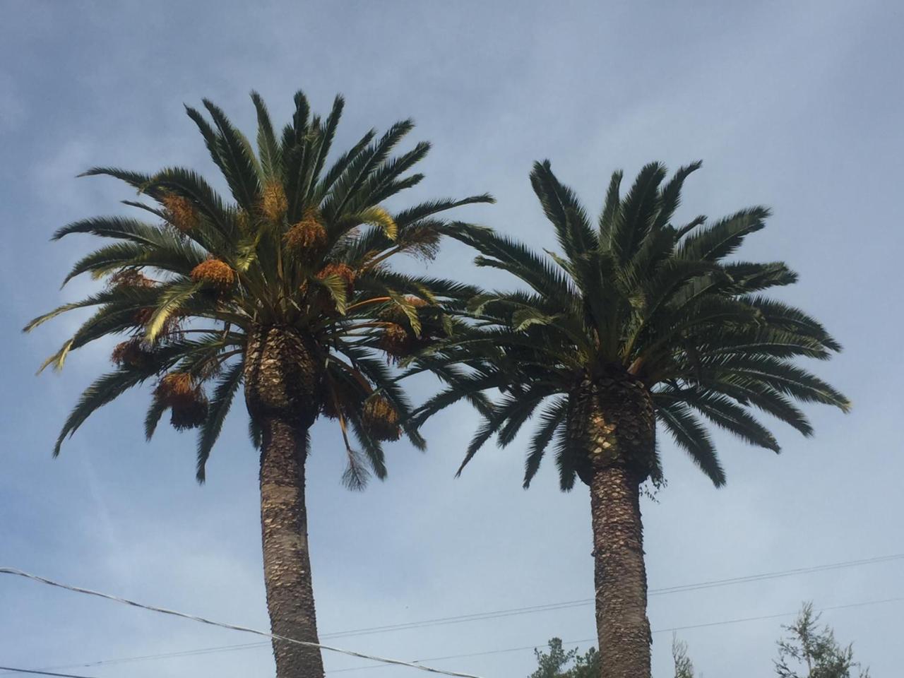 Cambria Palms Motel Luaran gambar